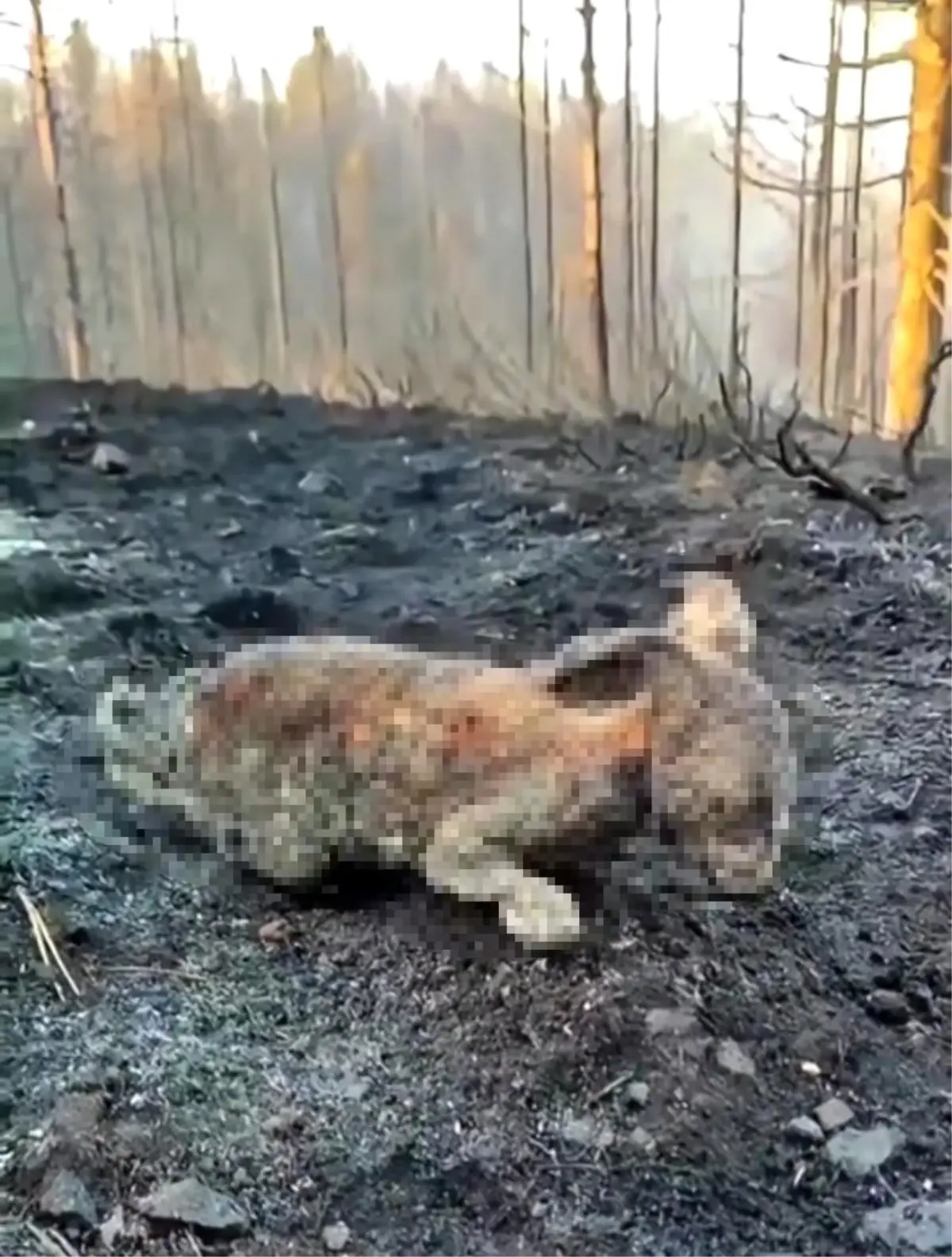 cankiridaki-orman-yangini-yaban-hayvanlarini-da-vurdu-3iLr6AgV.jpg